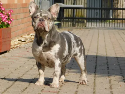 Bulldog francese - Alíz