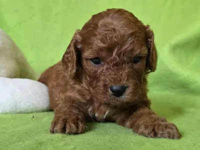 Cavapoo - Redsonja