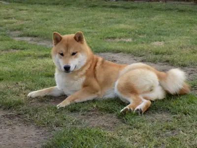 Shiba - Bosco
