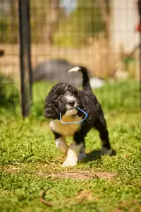 French Water Dog - Federico