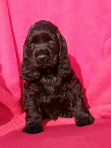 Cocker spaniel inglese - Magic