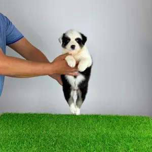 Australian Shepherd - Grisu