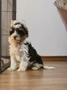 Yorkshire Terrier - Full Of Heart J-dzsan Divit