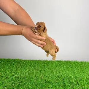 Cavalier King Charles Spaniel - Eddie