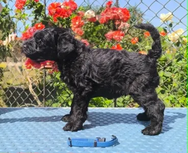 Terrier Kerry Blue - Badacsonyalja Dream Blue Legend – Kerry Blue Terrier Kan Kölyök
