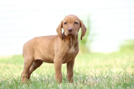 Rövidszőrű magyar vizsla - Ribizli
