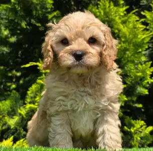 Cavapoo - Benjamin