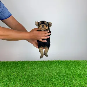 Yorkshire Terrier - Zonky