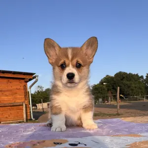 Pembroke Welsh Corgi - Charlotte