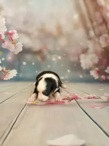 Ciobănesc american în miniatură - Balaton