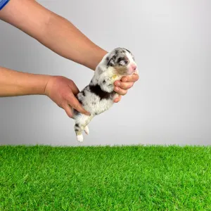 Australian Shepherd - Bennett 