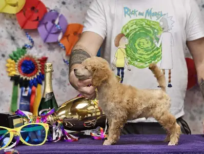 Pudel średni - Kentaur Of Your Sweetest Dream