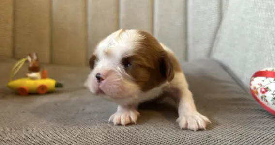 Cavalier King Charles Spaniel - Benjamin