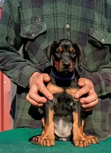 Доберман - Ida