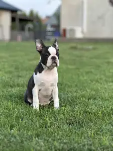 Boston Terrier - Yumba Nero Di Angelo