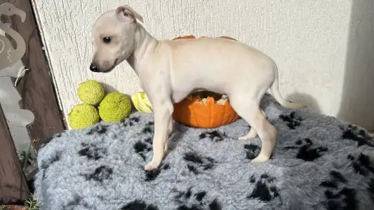 Italienisches Windspiel - Elfi