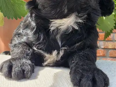 Cavapoo - Blackrose