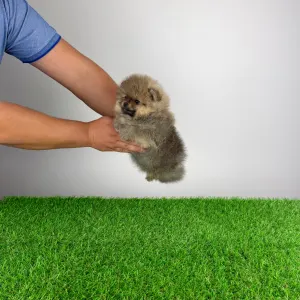 Померанский шпиц - Patina