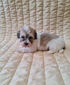 Havanese - Suzy