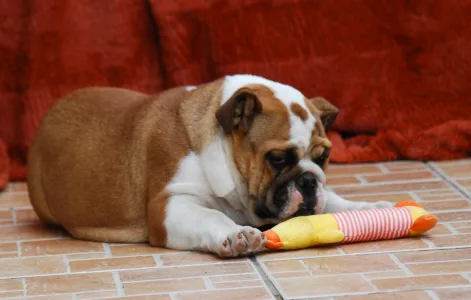 Bulldog - Rengőhegyi-ormán Delisa