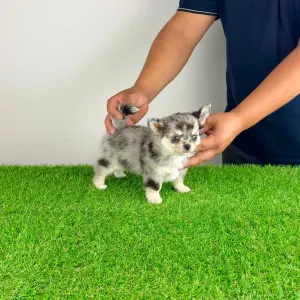 Chihuahua - Lindsay