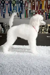 Poodle Standard - Amira