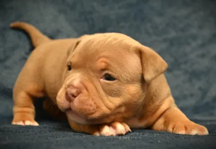 Amerikai Bully - Pocket - Zoey