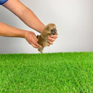 German Pomeranian Spitz - Quisina