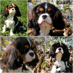 Cavalier King Charles Spaniel - Yoana