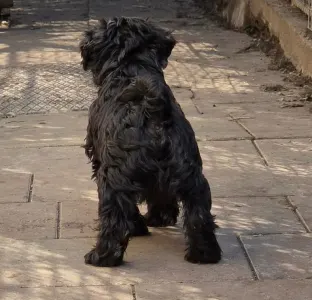 Sznaucer miniaturowy - Hecsedli