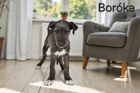 Irischer Wolfshund - Boróka