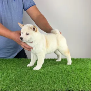 Shiba - Jakuen