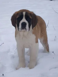 Saint Bernard - Roger