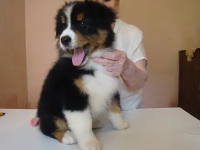 Ausztrál juhászkutya - Vitality Aussies