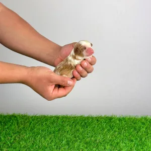 Cavalier King Charles Spaniel - Karosso