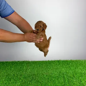 Caniche Nain - Tami