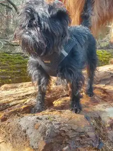 Affenpinscher - Affenvald
