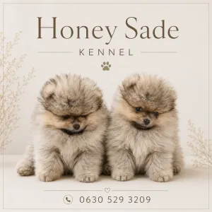 Pomeranian - Honey Sade