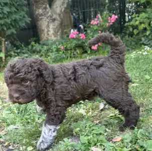 Lagotto Romagnolo - Almíra