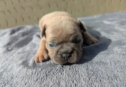 French Bulldog - Johnny