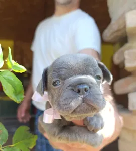 Francia bulldog - Nala
