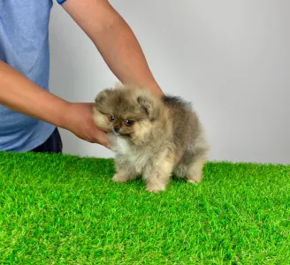 German Pomeranian Spitz - Frida