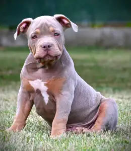 l'American Bully - Standard - Ghostface Fighters Casey