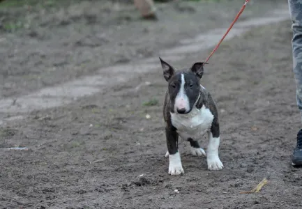 Miniatűr bullterrier - Atlasz