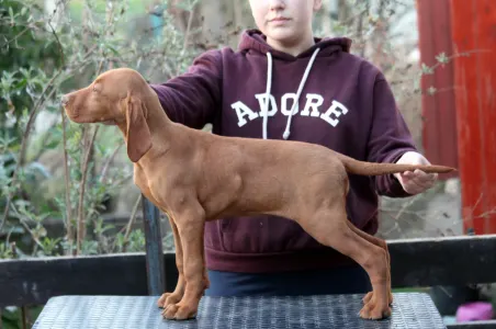 Kurzhaariger Ungarischer Vorstehhund - Pörgelóci Bugatti