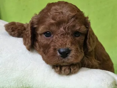 Cavapoo - Redsonja
