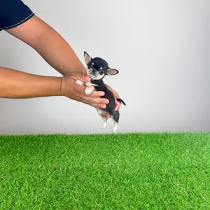Chihuahua - Lindra