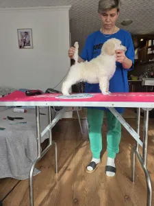 Grosspudel - Fortuna Avior Amira