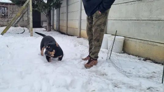 American Bully - Pocket - Bagira