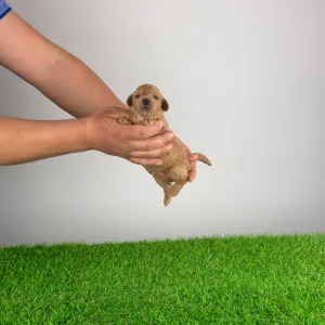 Poodle Miniature - Ninca